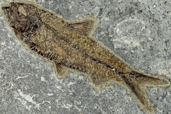 Detailed Fossil Fish (Knightia) - Wyoming #314002